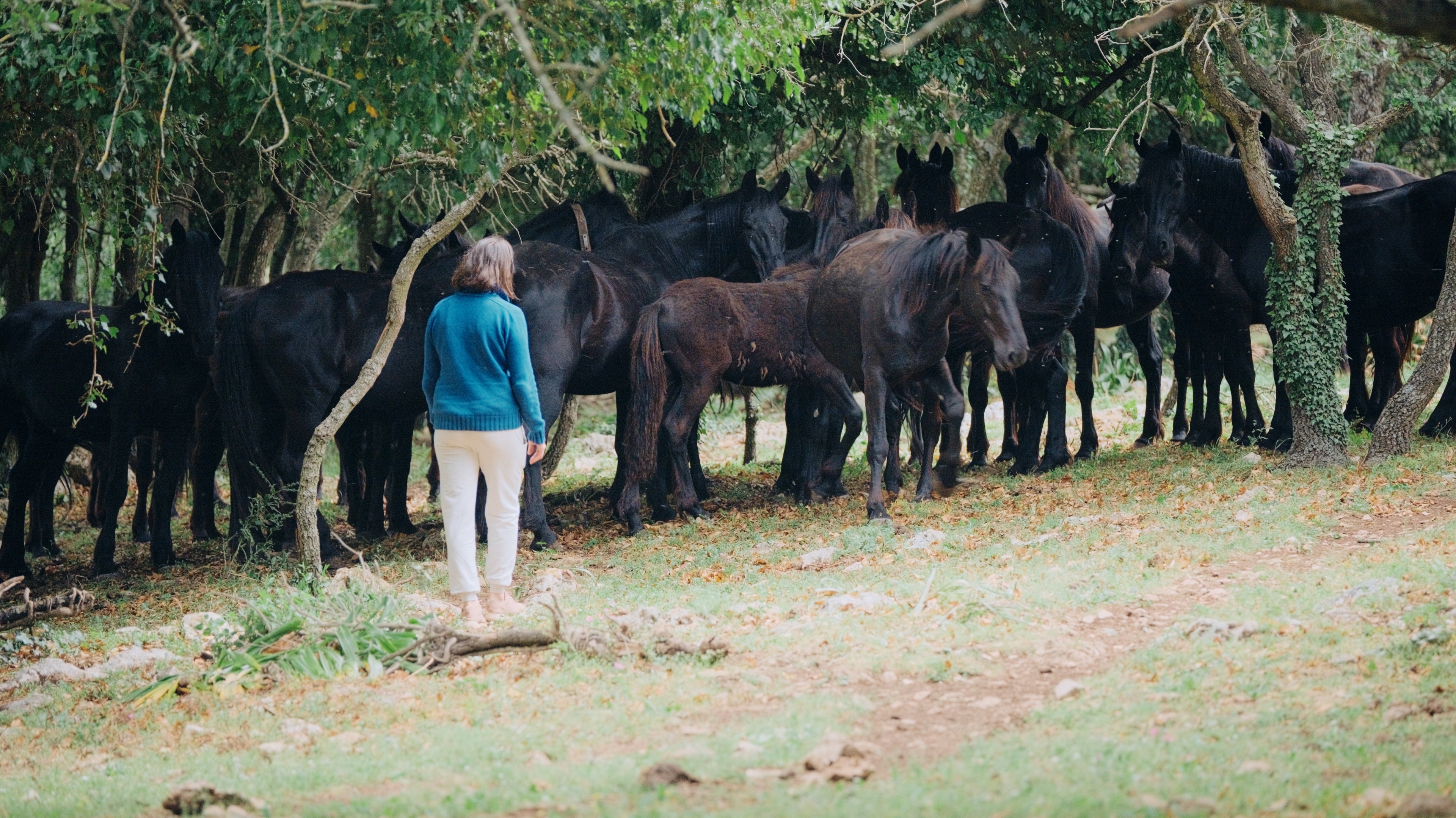Interaction avec chevaux sauvages